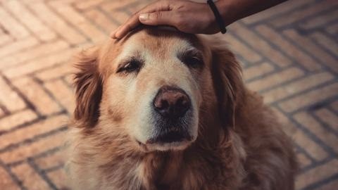 Taking Care of your Senior Dogs