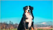 Maintaining Healthy Skin and Coat of Dogs and Cats