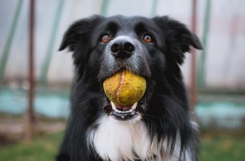 7 Fun Games to Play with Your Dog