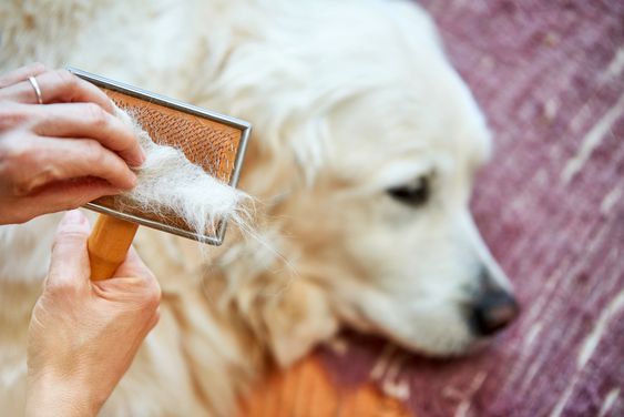 How to Deal with Shedding of Fur and Dander from your Pet?