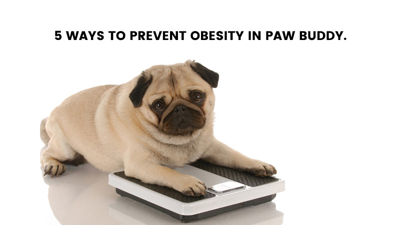5 Ways to prevent obesity in paw buddy.