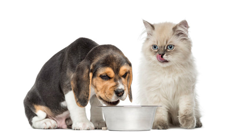 Top 5 delicious treats for your furry pal!
