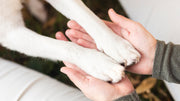 Things You Need to Know Before Adopting A Dog