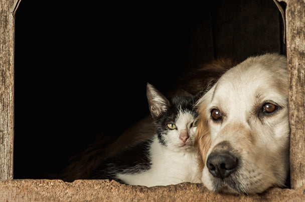 Common Causes Of Weakness In Furry and Feline Buddies