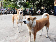 7 Indian Dog Breeds: Desi Dogs Worth Adopting in 2026