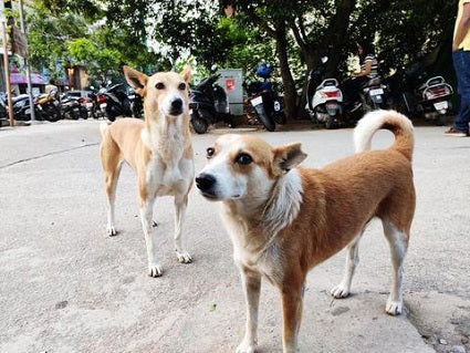 7 Stunning Indian Dog Breeds You Must Adopt Today