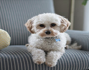Top 5 Delicious Treats For Your Furry Pal!