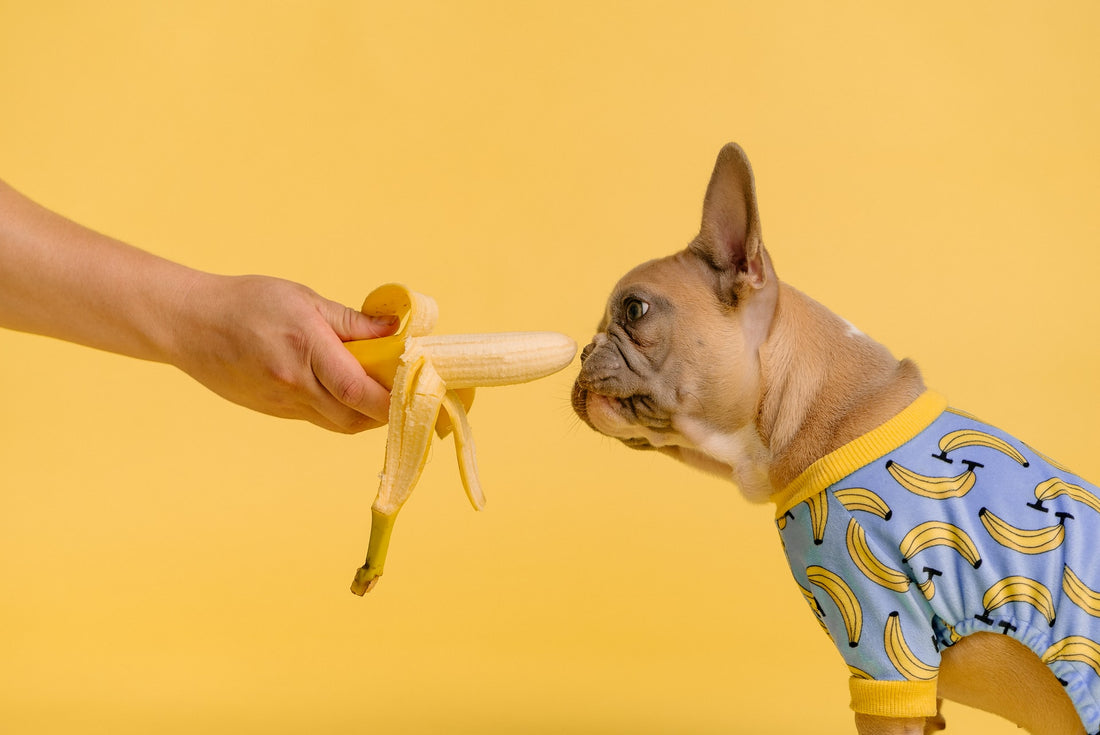 Helping pets with digestive issues