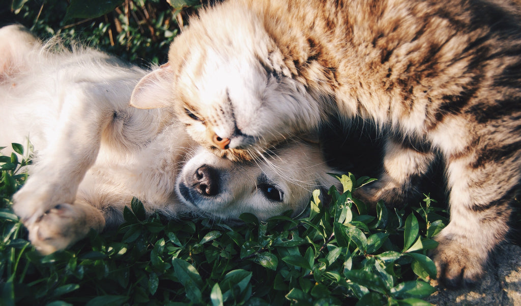 The Natural Way to a Happier, Healthier Pet