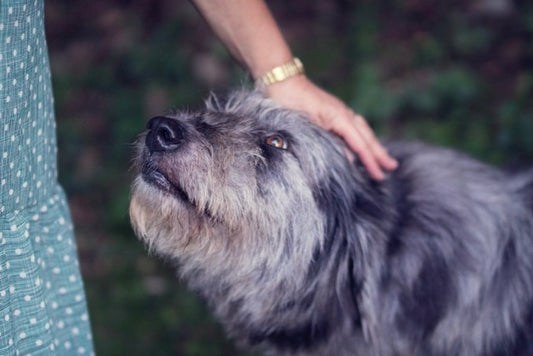 Essential Pet Care Tips: Keep Your Pet Happy and Healthy