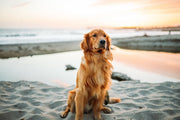 Groom Your Pet at Home