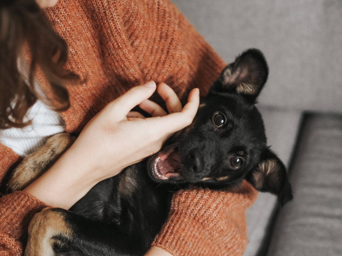 The Importance of Grooming in Your Pet's Health and Happiness