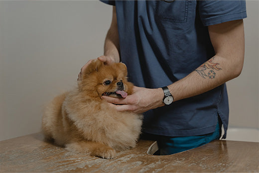 When is the correct age to spay or neuter your pet?