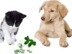 How do Supplements Benefit Your Pet?