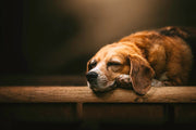 How to Keep Your Dog Cool in Summer: Heat Safety & Tips