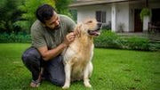 Indian pet owner checking Labrador for ticks in post-monsoon garden