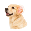 Ear Issues