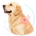 Ticks & Fleas