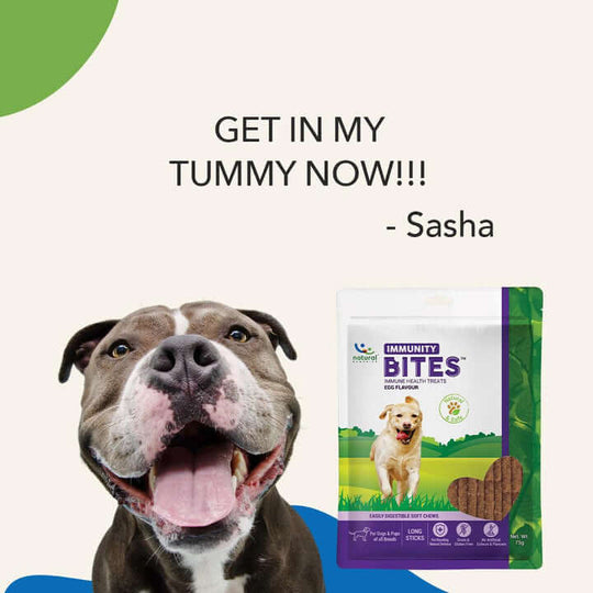 IMMUNITY BITES Immune Health Dog Treats 3