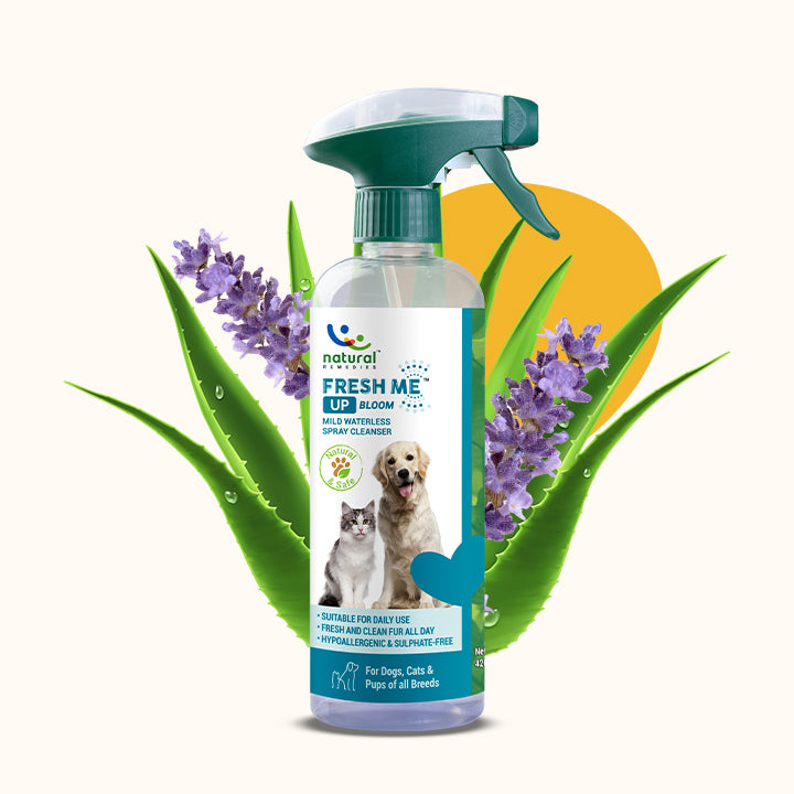 Fresh Me Up Bloom - Pack of 2